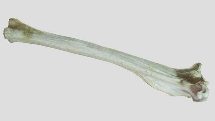 Tibia  der FBX 3D Model