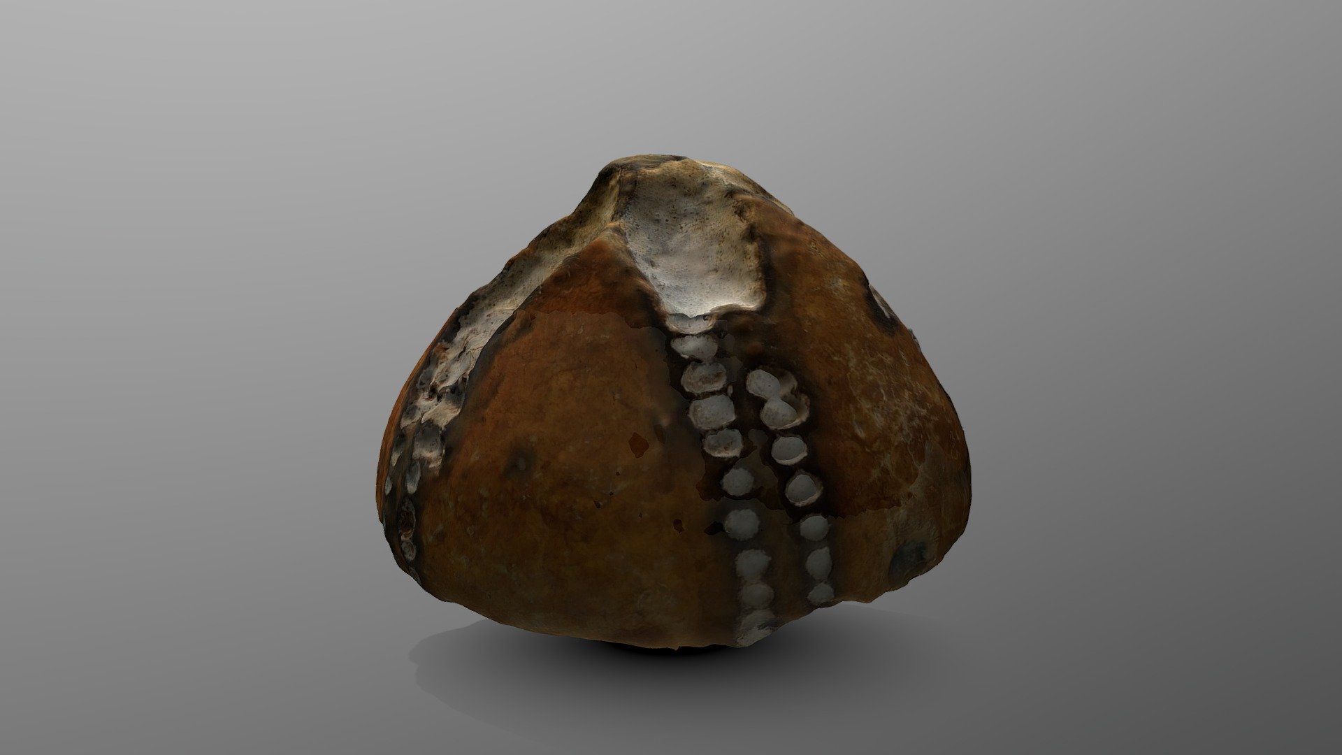 Echinocorys fossile