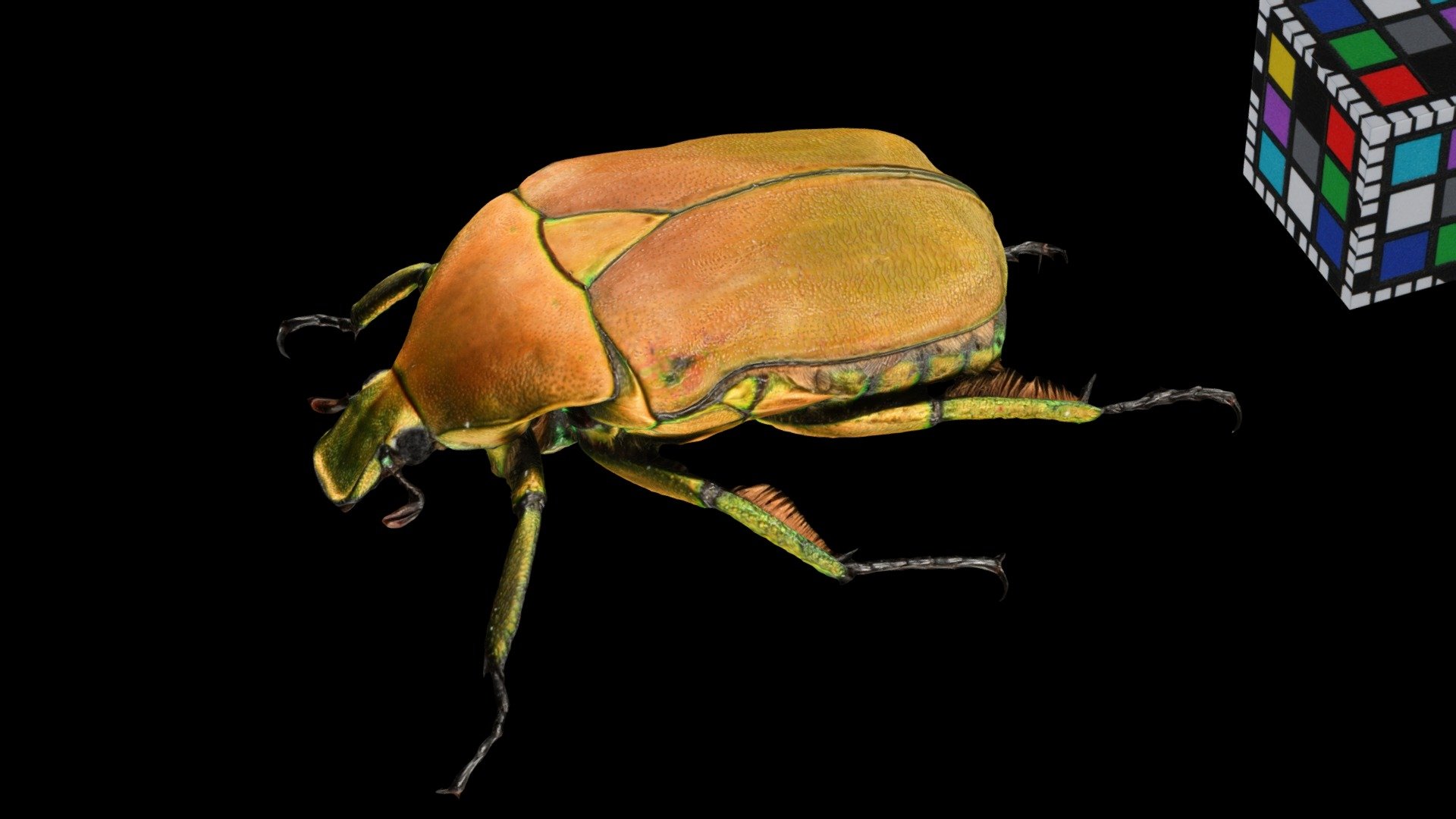カナブン Drone Beetle, Rhomborrhina japonica
