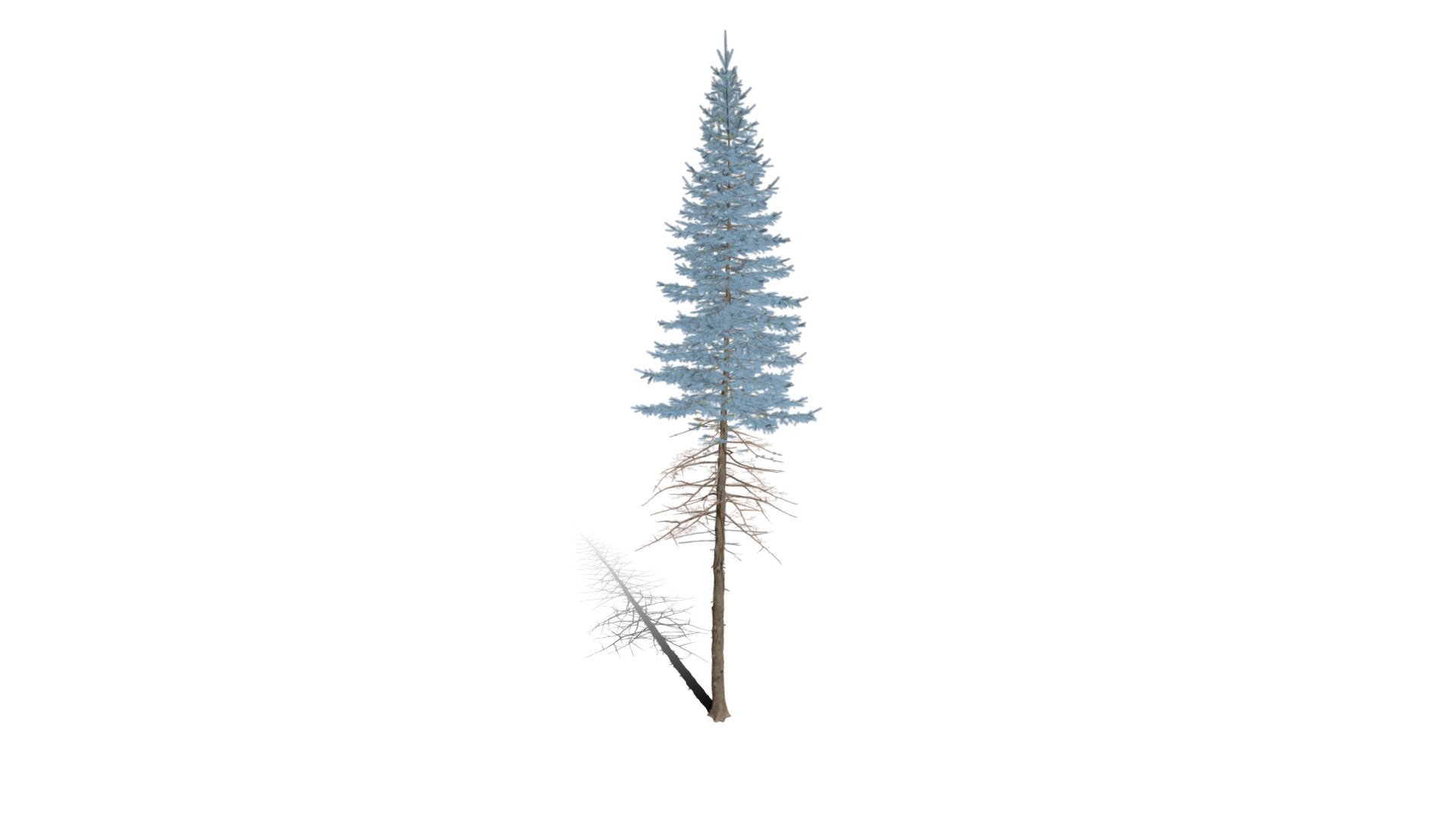 Realistic HD Colorado Blue Spruce 23 43 Buy Royalty Free 3D Model   4a2c0c1d72e94dd7875f63fd589be4b1 