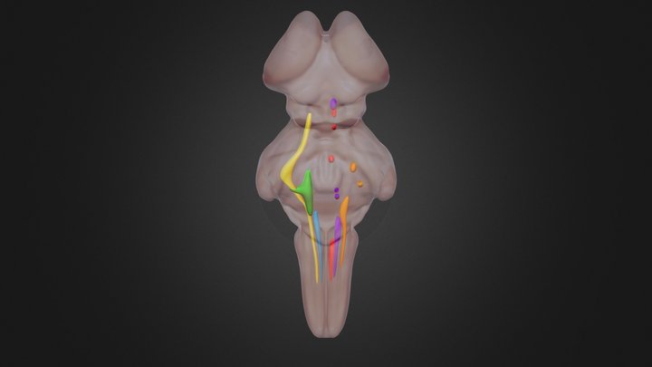 Cranial Nerve Nuclei 3D Model