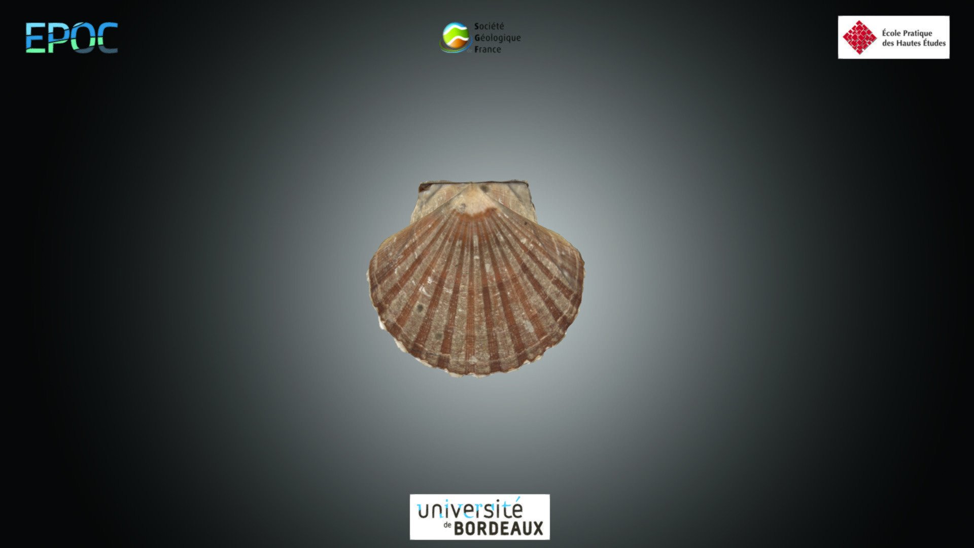 Bivalve - Pecten sp.