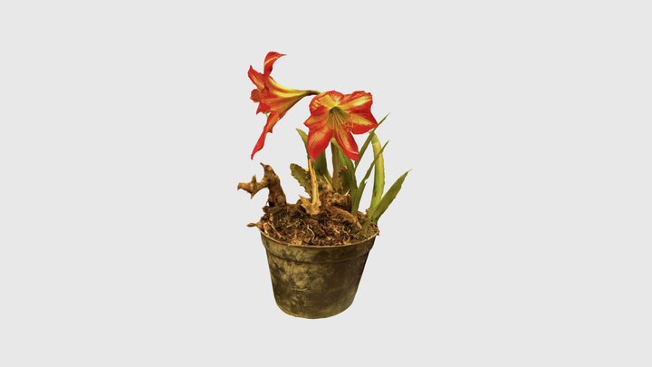 Flor 3D Model