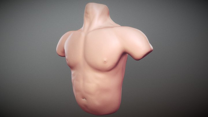 Body: Chest 3D Model