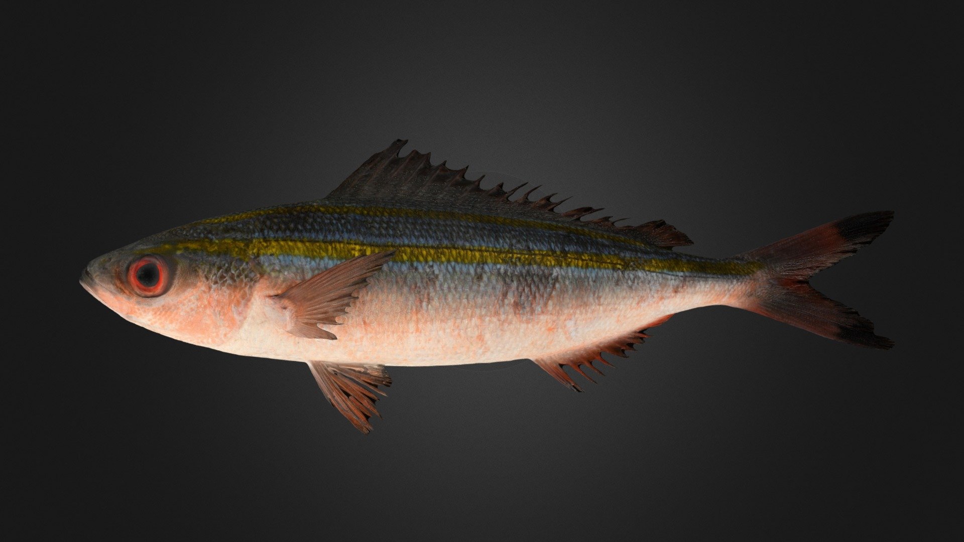 CC0 ニセタカサゴ 🐟 Marr's Fusilier, Pterocaesio marri - Download Free 3D ...