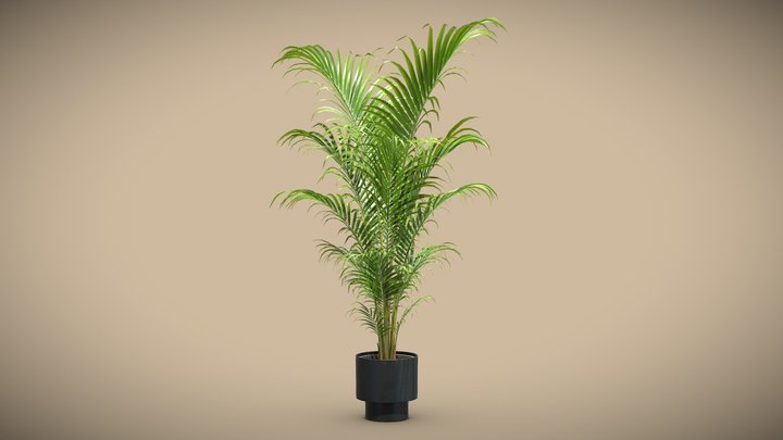 [FREE] Dyspis Lutescens - Potted Palm 3D Model