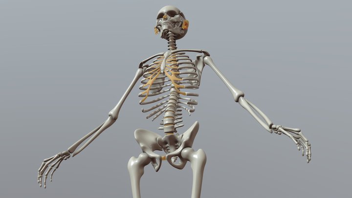 Human Bones 3D Model