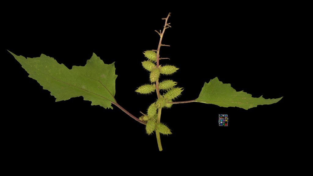 CC0 オオオナモミ果実 Cockle Burr, Xanthium occidentale