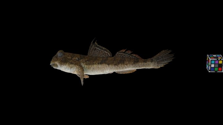 goby fish 3D Models to Print - yeggi