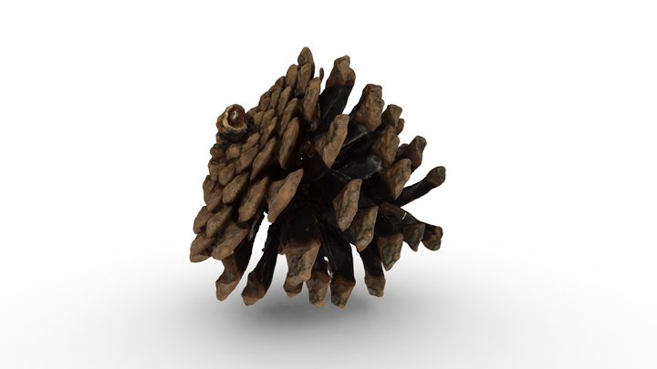 Pine Cone (Pitch Pine?) 3D Model