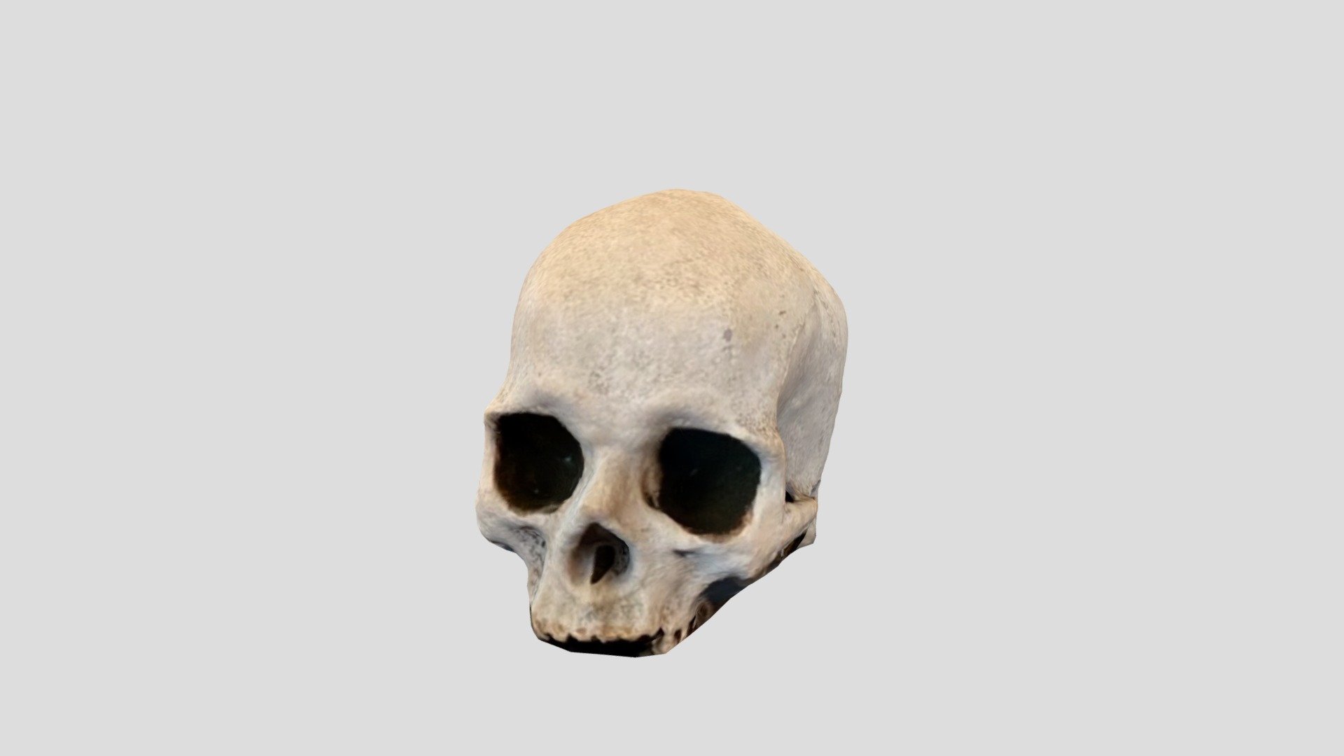 Skull