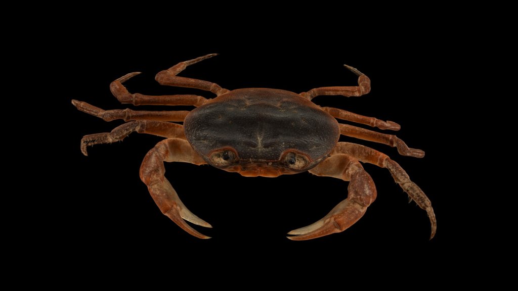 CC0 サワガニ 🦀 ♀ Japanese Freshwater Crab