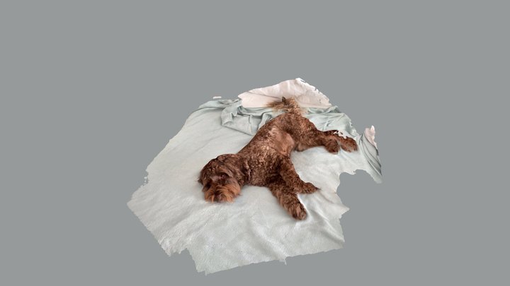 Boomer dog 3D Model