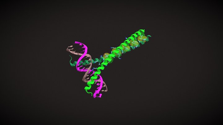 DNA - Protein Complex, Leucine Zipper 3D Model