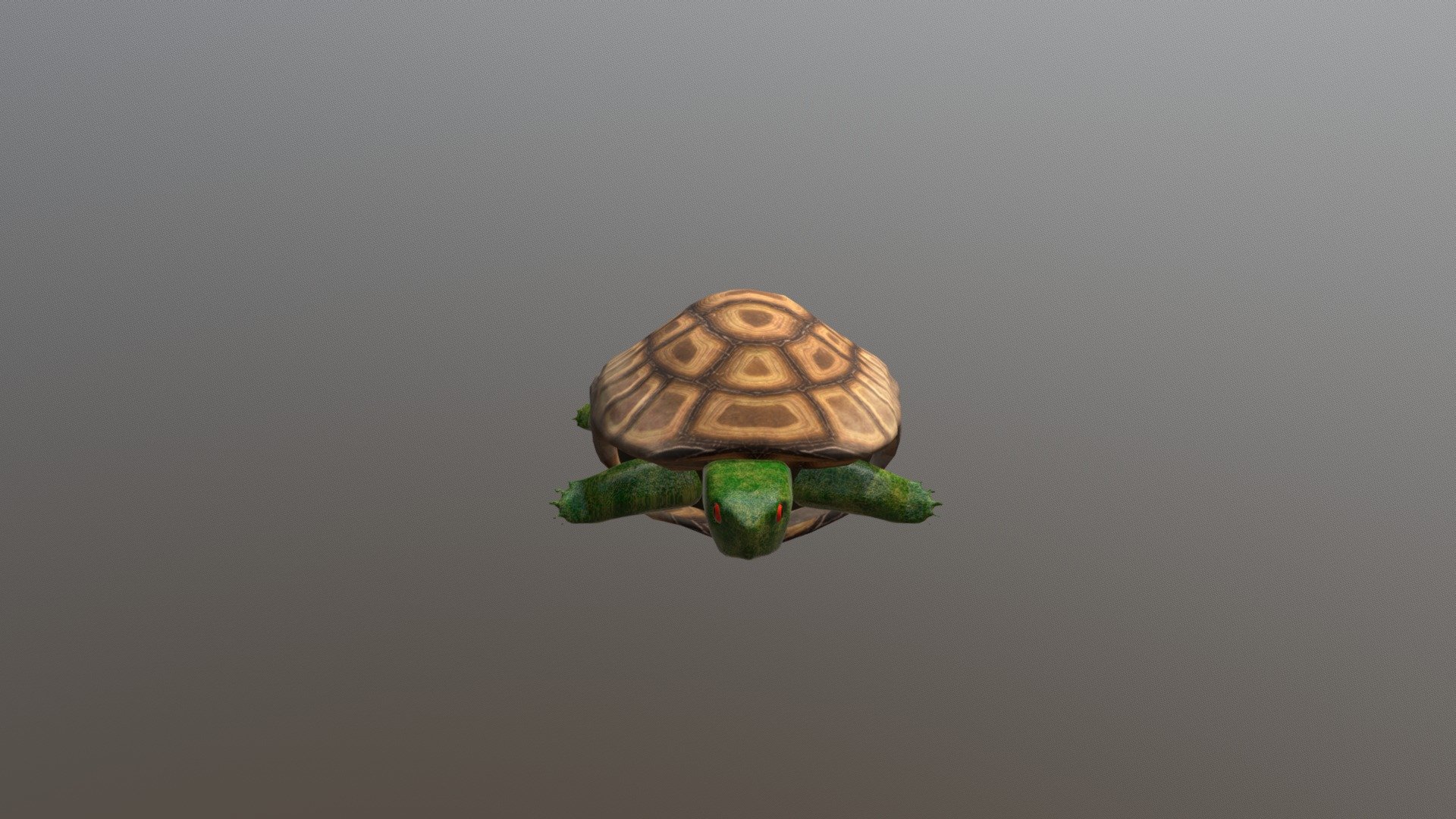 Tortuga - 3D model by yokindualde [9304bdf] - Sketchfab