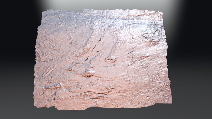 Ediacaran fossils of Mistaken Point E surface 3D Model