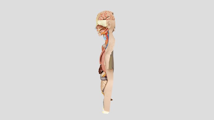 Human anatomy