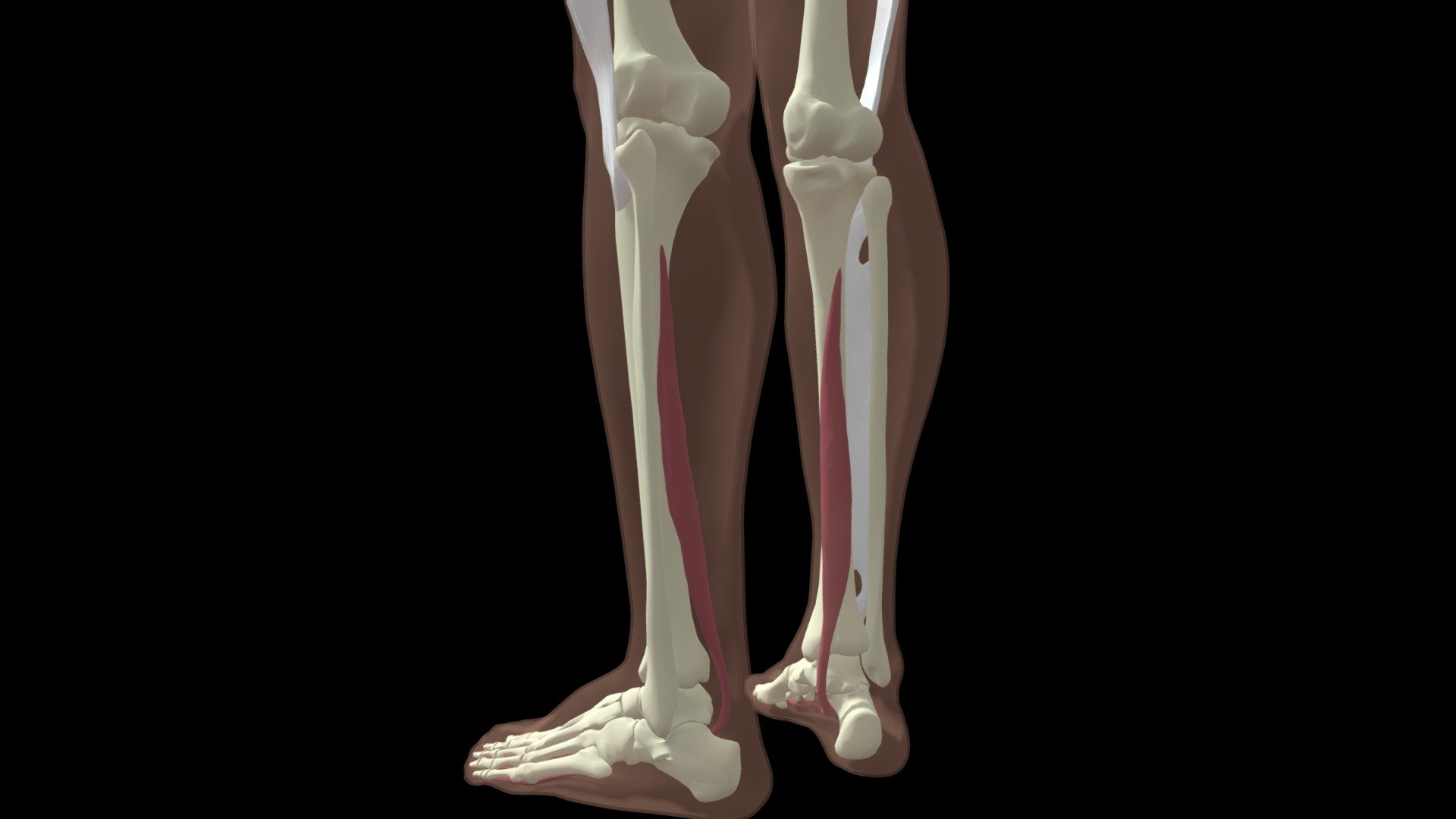 Flexor Digitorum Longus - Download Free 3D model by Mary Orczykowski ...