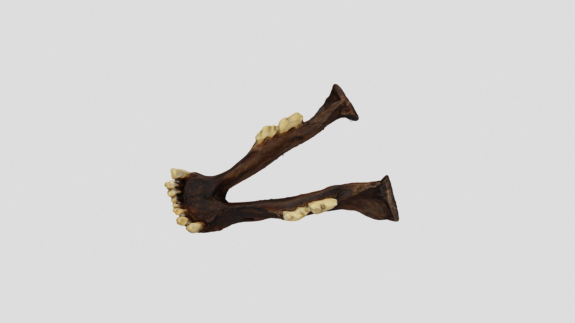 Jaw of Skull
