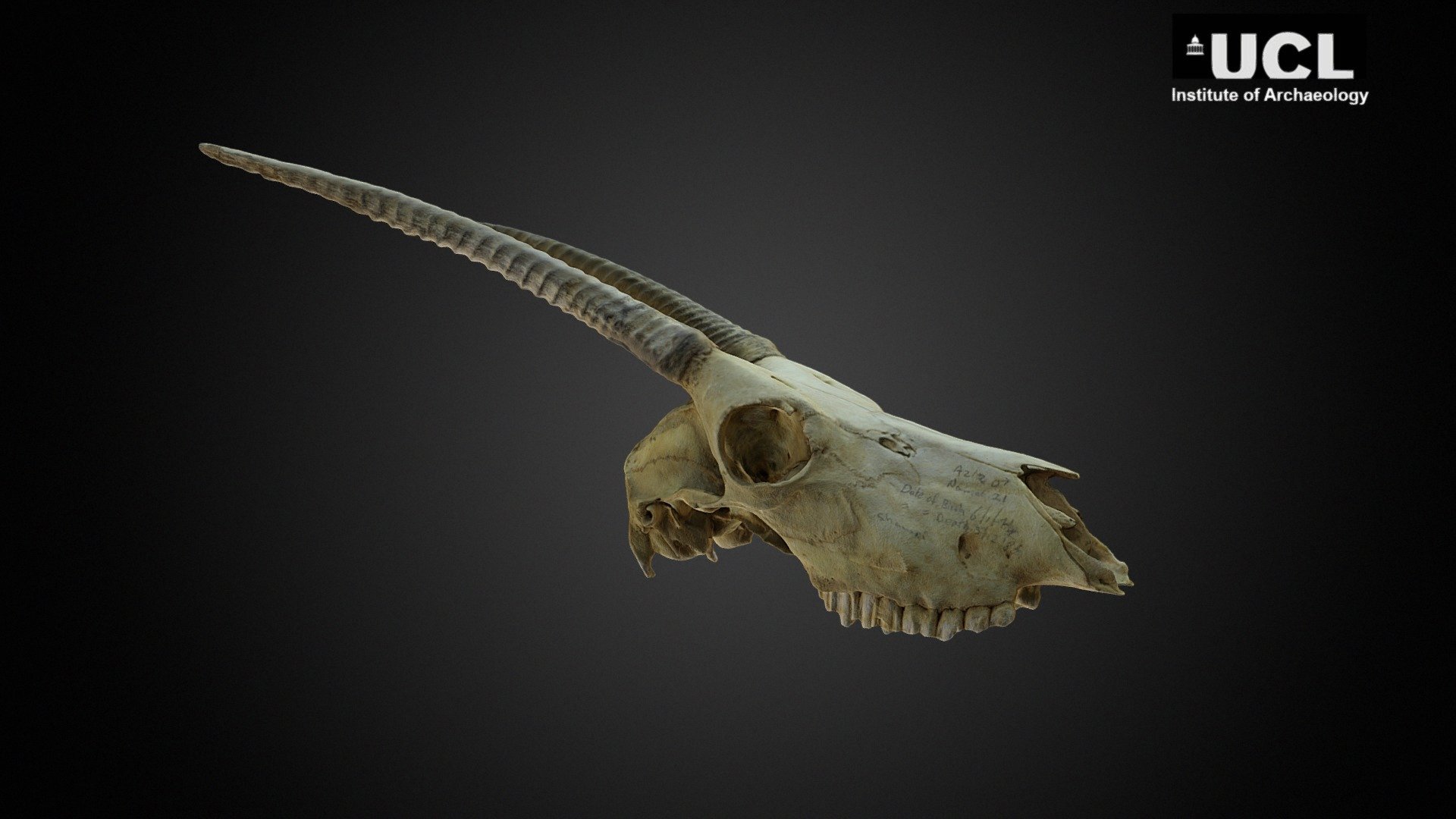 Oryx Skull - 3D model by UCL Institute of Archaeology (@UCL_Institute ...