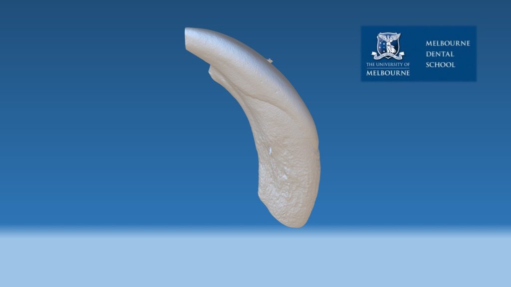 Kangaroo Incisor