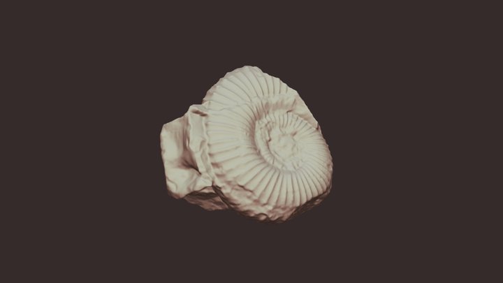 Ammonite social stl 3D Model