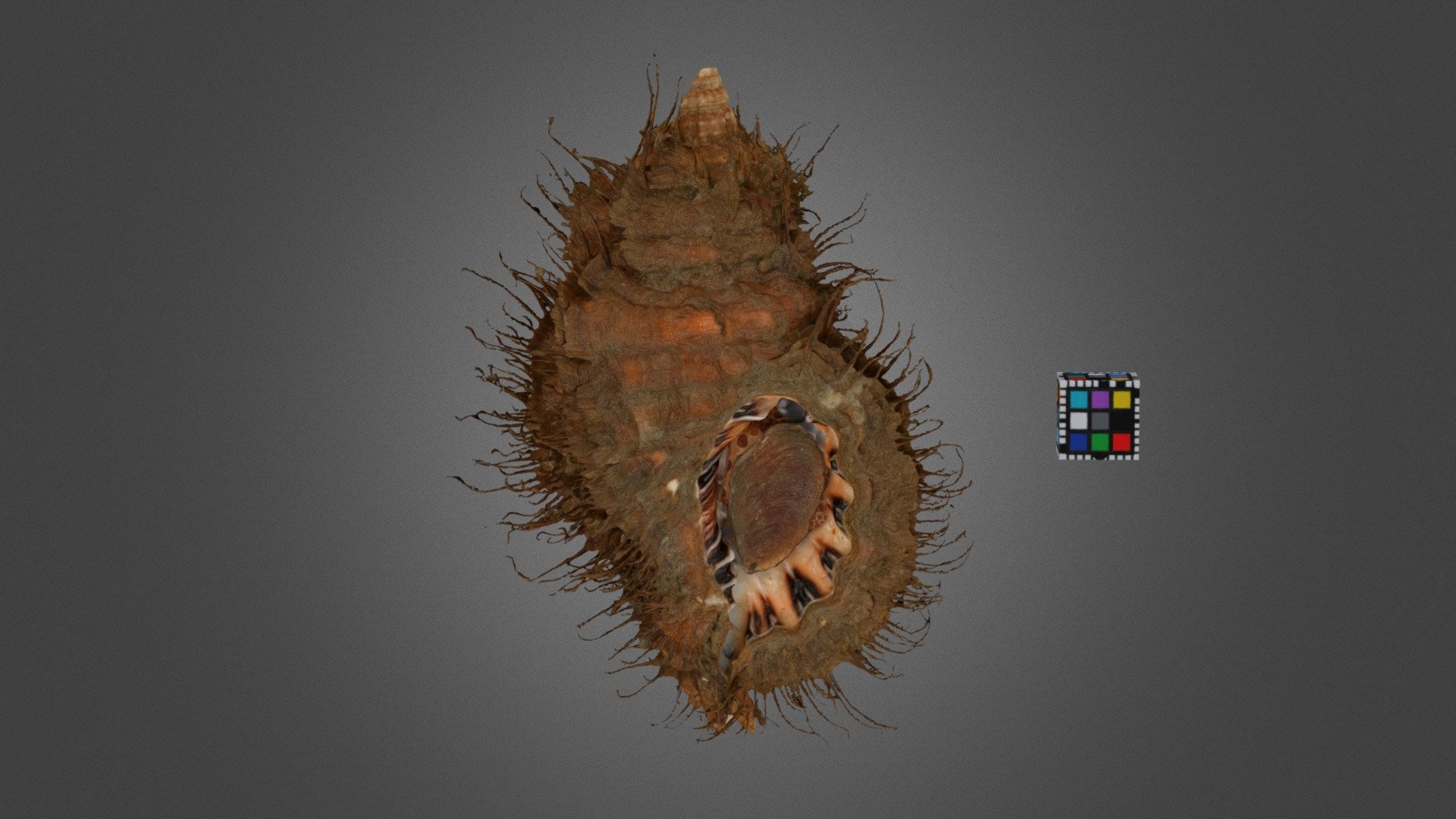 CC0 カコボラ 🐚 Giant Triton, Monoplex parthenopeus — Sketchfab embed 3D viewer
