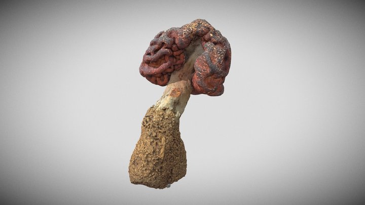Brain fungus, helvella, lorchel 3D Model