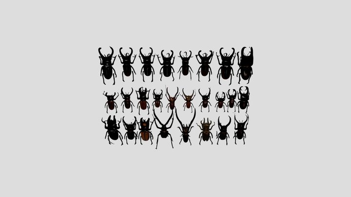 Collection of beetles