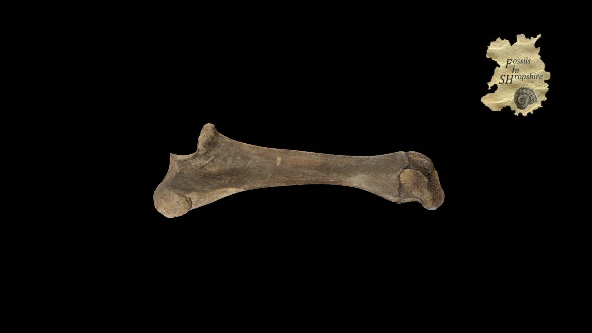 Mammoth - ulna