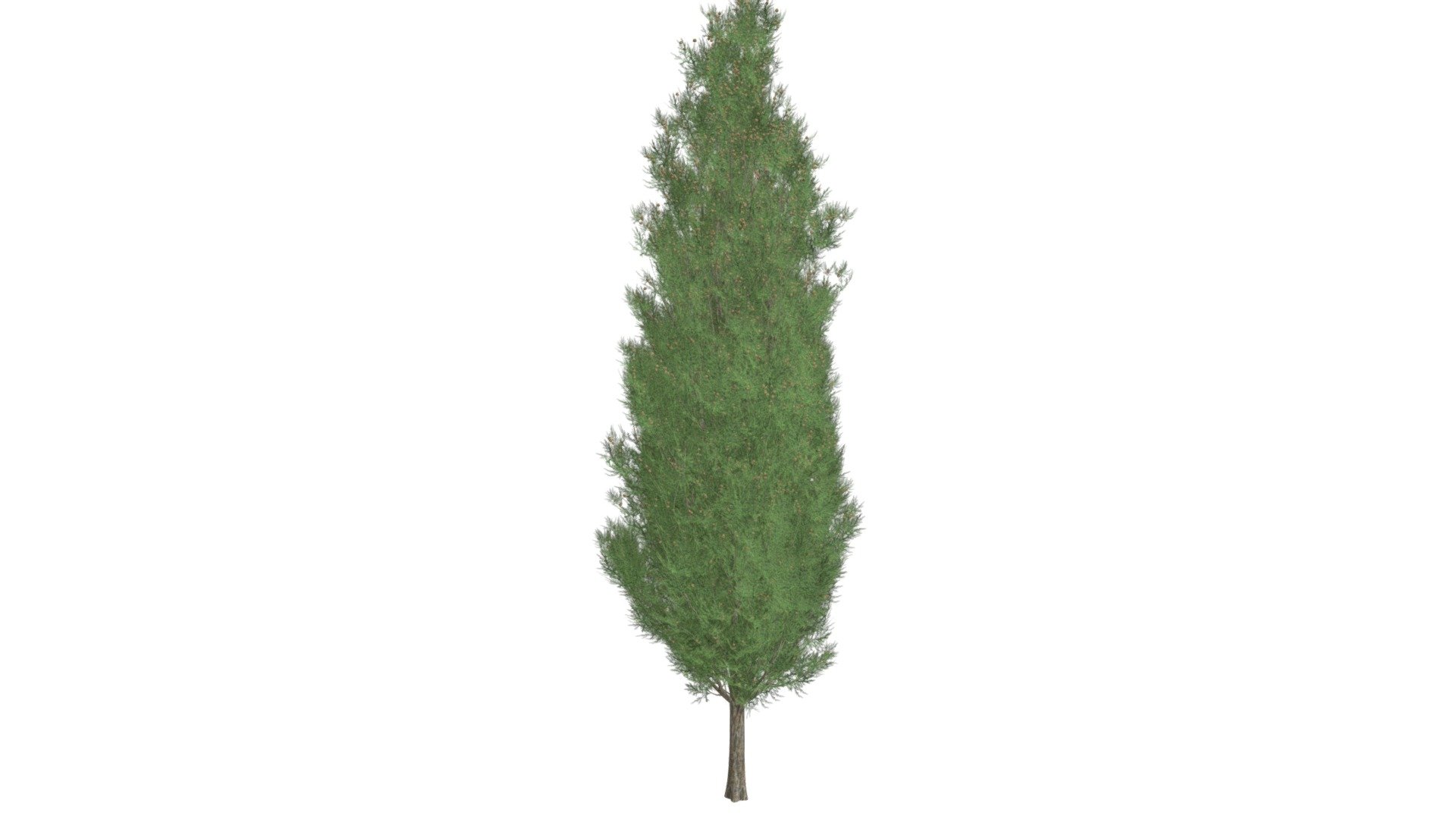 Italian Cypress Tree 01 Buy Royalty Free 3D model by meshshape
