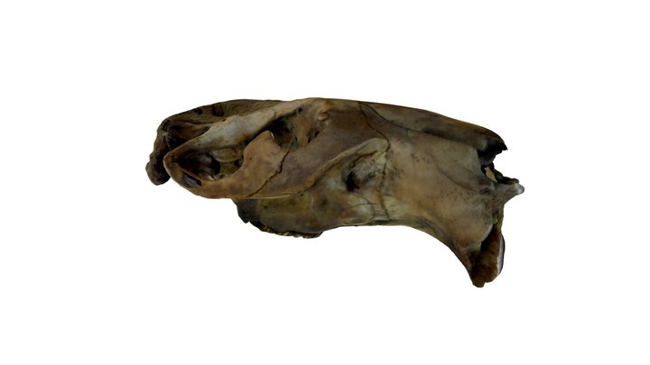 Giant Beaver Cranium 3D Model