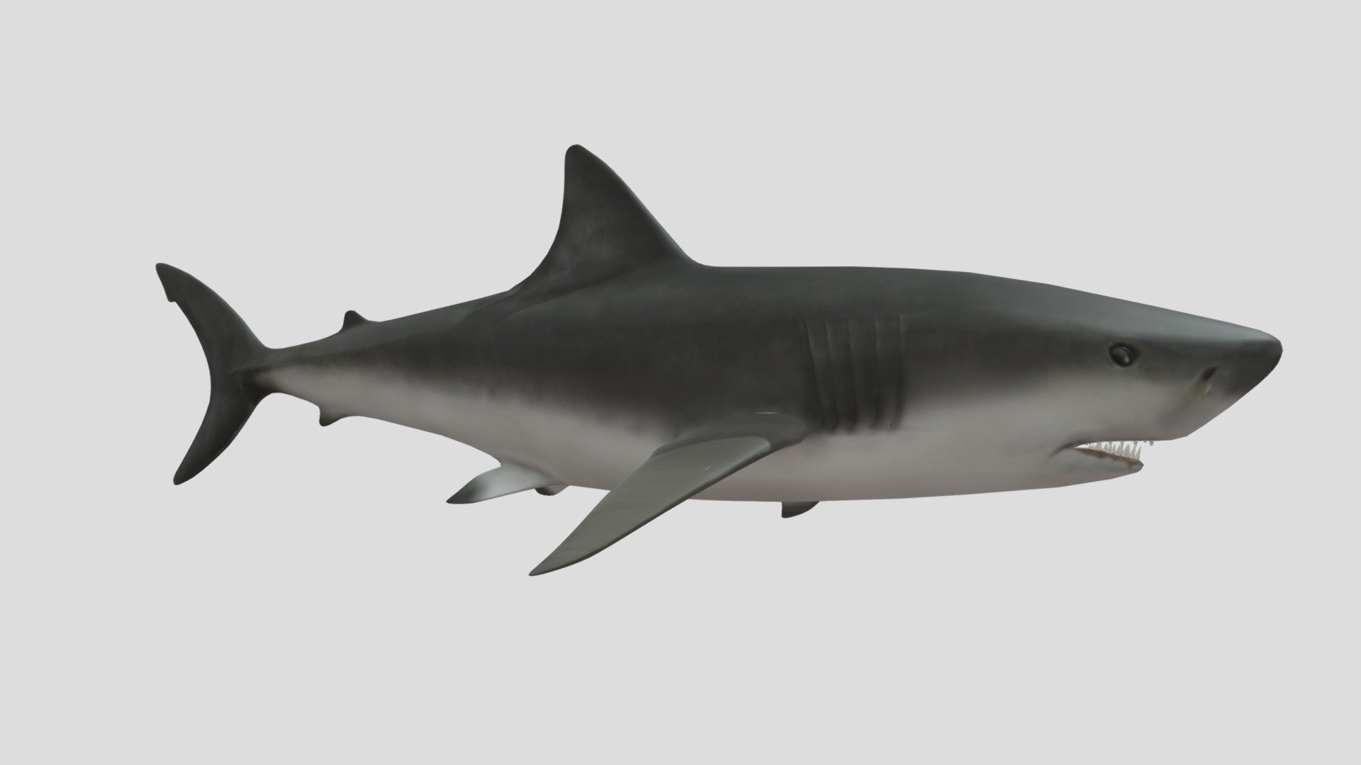 Shark - Download Free 3D model by victorberdugo1 [9332939] - Sketchfab