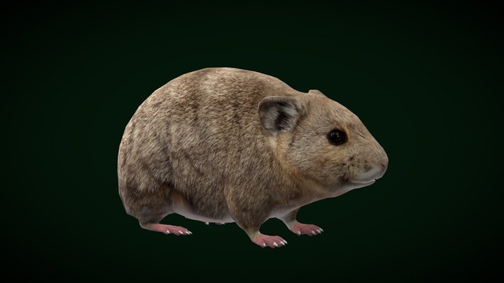 American Pika Rodent (Lowpoly) 3D Model