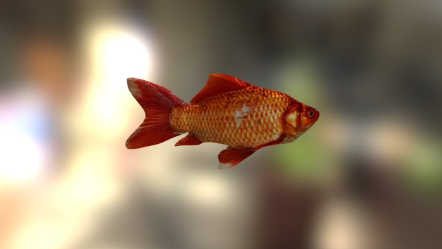 Orange Fish 3D Model