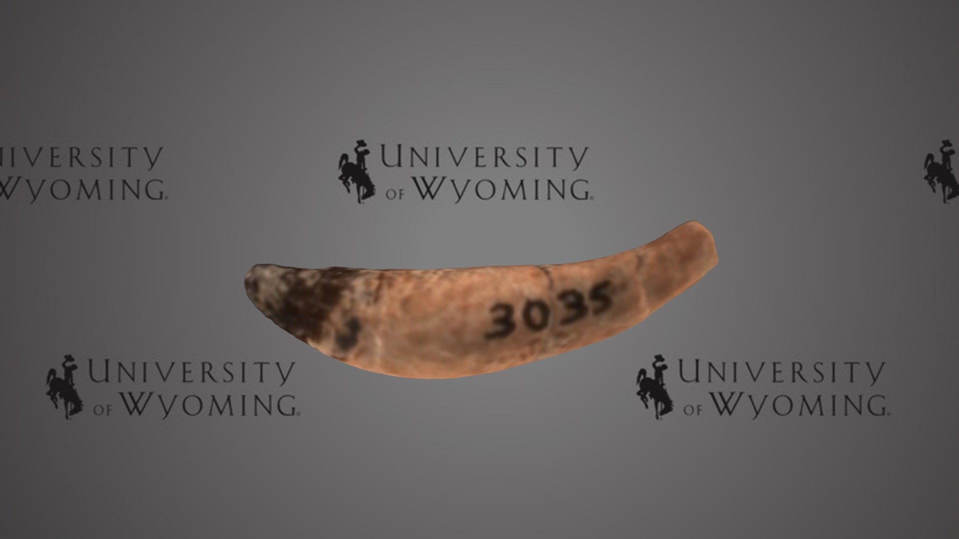 UW 3035, E - Hyrachyus sp., Tooth