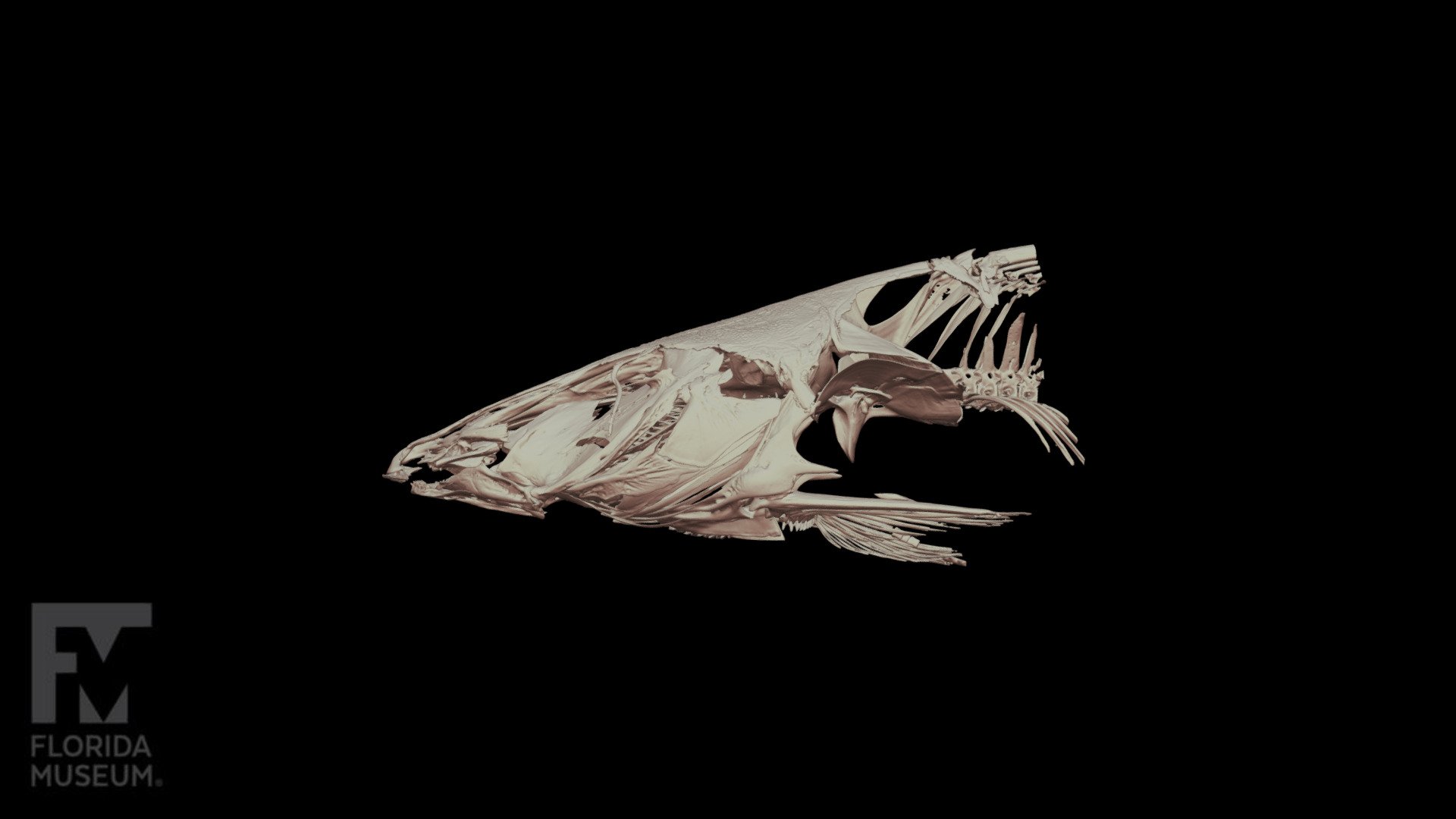 Fish-skeleton 3D models - Sketchfab