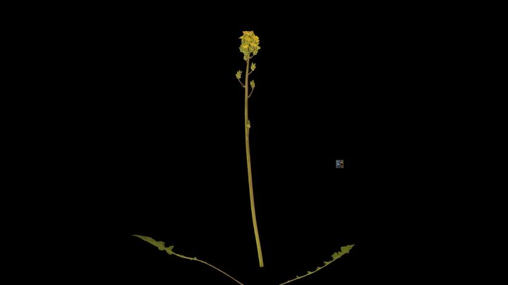 CC0 オニタビラコ Oriental False Hawksbeard