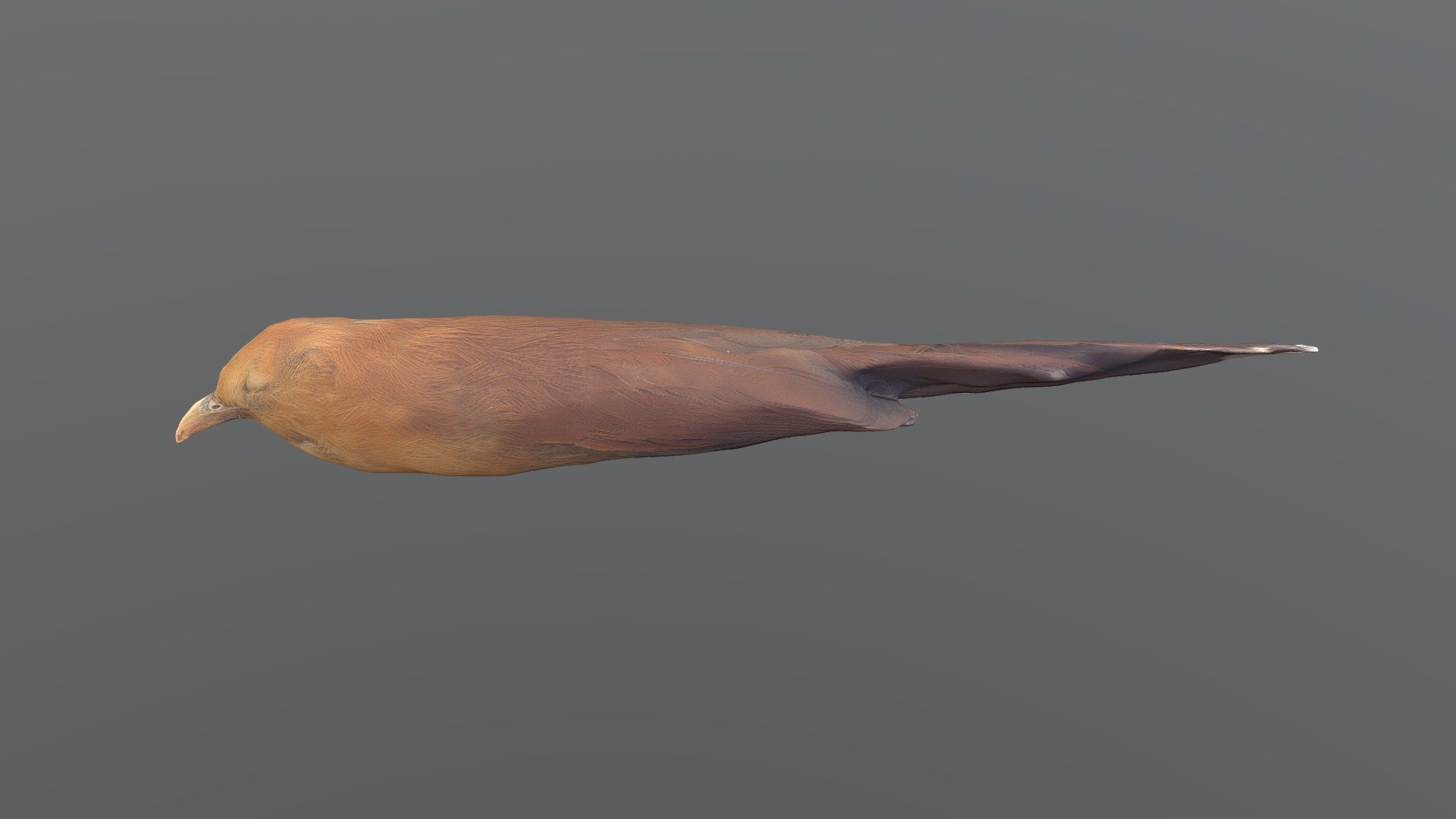 Little Cuckoo Coccycua minuta Download Free 3D model by MooreLab