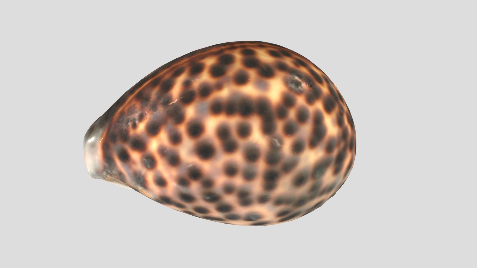 ホシダカラ / Tiger cowry - 3D model by tiganeh-workroom (@tiganeh