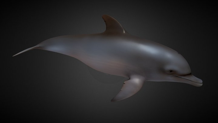 Dolphin_Animations 3D Model