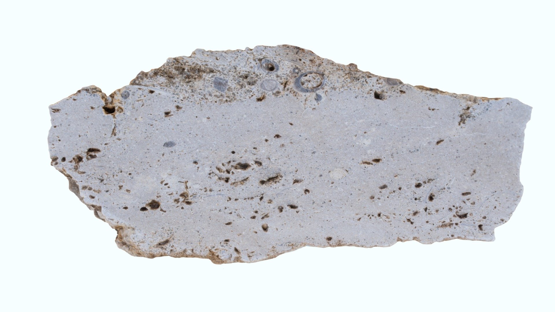 Calcaire à rostres de bélemnites - Download Free 3D model by Ecole ...