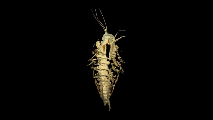 7 mm long juvenile of Leanchoilia illecebrosa 3D Model