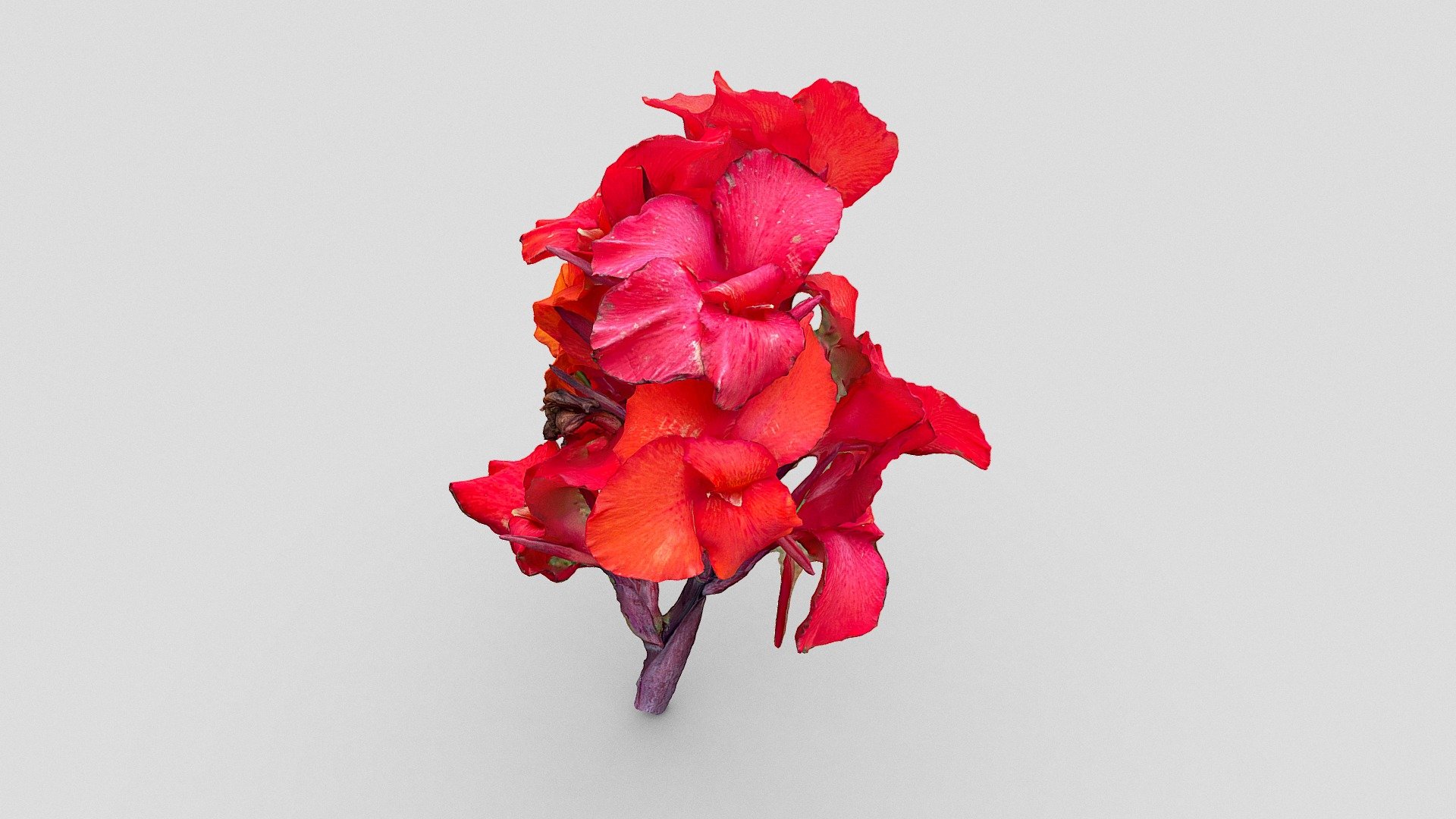 Red Flowers Download Free 3d Model By Emm Edemaistre [934be69] Sketchfab