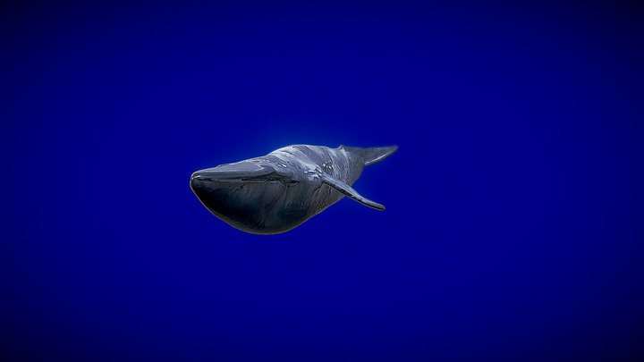 Animated Blue Whale 3D Model