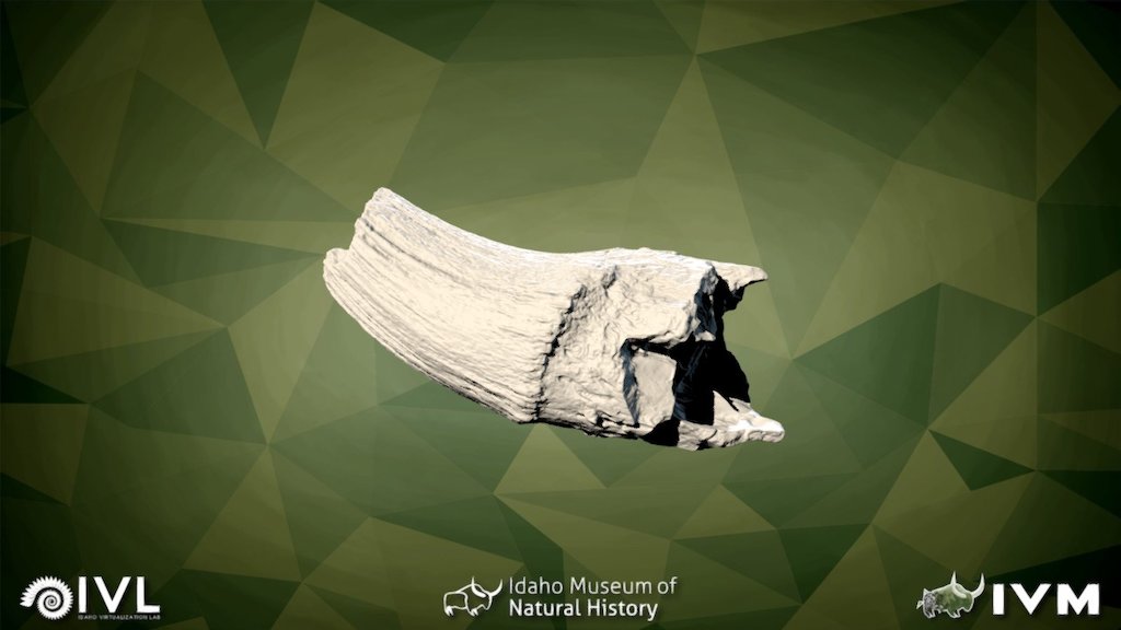 IMNH-49005-808A-Horn Core