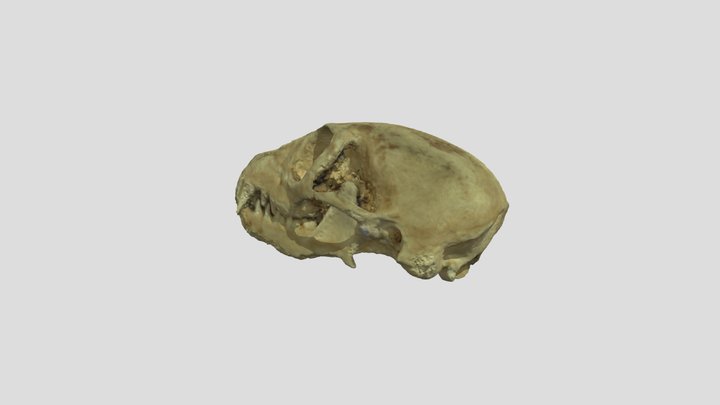 Meerkat High Quality Skull 3D Model
