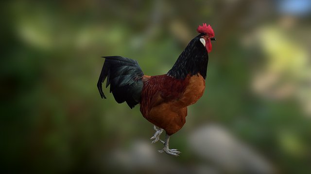 Rooster 3D Model