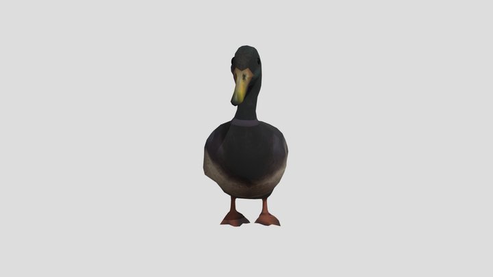 Mallard_duck_-_male 3D Model