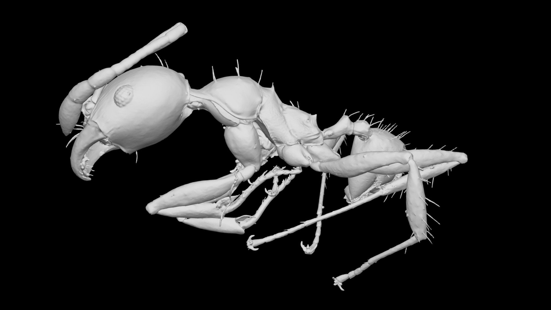 Pheidole curupira Minor Worker CASENT0742950